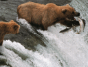 photograph: grizzly bears fishing in waterfall background paper
